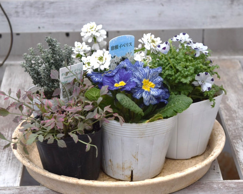 ブルー＆ホワイト」 シックな寄せ植え※寄せ植えセット 鉢花 寄せ植え