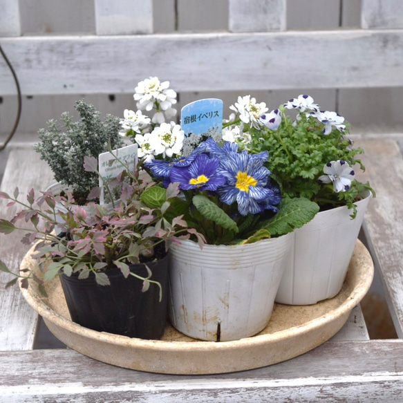 ブルー＆ホワイト」 シックな寄せ植え※寄せ植えセット 鉢花 寄せ植え