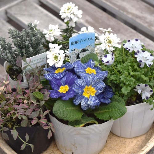 ブルー＆ホワイトの香りたっぷりの寄せ植え　大 ブルー＆ホワイト」 シックな寄せ植え※寄せ植えセット 鉢花 寄せ植え