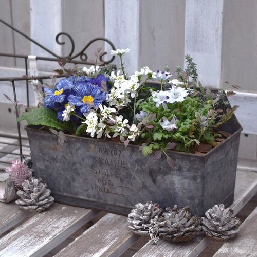 ブルー＆ホワイト」 シックな寄せ植え※寄せ植えセット 鉢花 寄せ植え