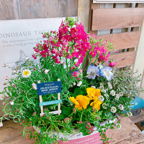 お買い得！現品♡【春の可愛いガーデニング】サクラソウ入り寄せ植え