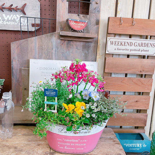 お買い得！現品♡【春の可愛いガーデニング】サクラソウ入り寄せ植え