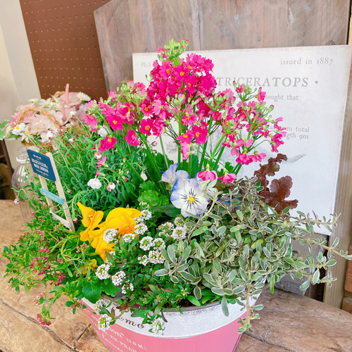 お買い得！現品♡【春の可愛いガーデニング】サクラソウ入り寄せ植え