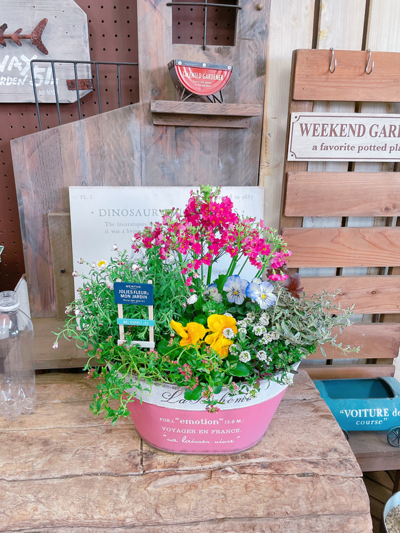 お買い得！現品♡【春の可愛いガーデニング】サクラソウ入り寄せ植え