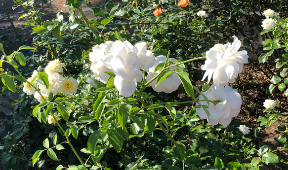 送料・発送に関するご案内 1枚目の画像