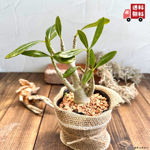 アデニウム・アラビカム』砂漠のバラ☆塊根植物☆ユニーク☆インテリア