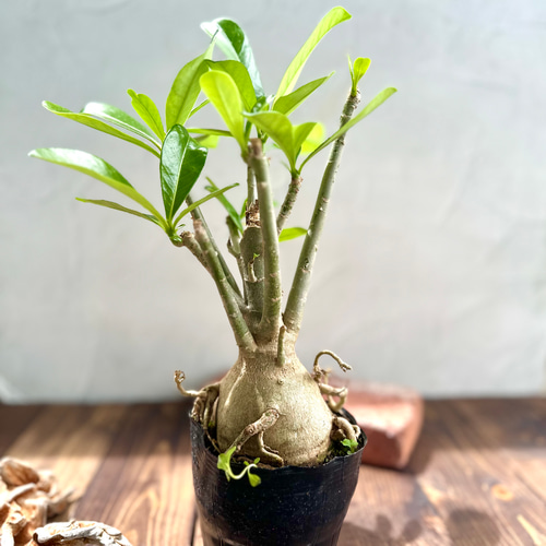 アデニウム・アラビカム』砂漠のバラ☆塊根植物☆ユニーク☆インテリア