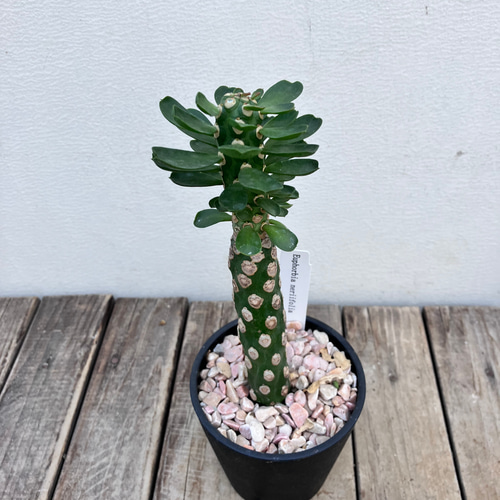 ユーフォルビア＊ネリフォリア＊塊根植物＊ アートフラワー bloom town