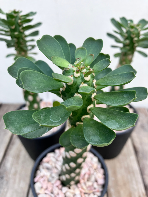 ユーフォルビア　ワリンギアエ　塊根植物 観葉植物　レア ユーフォルビア ワリンギアエ 塊根植物 レア - メルカリ