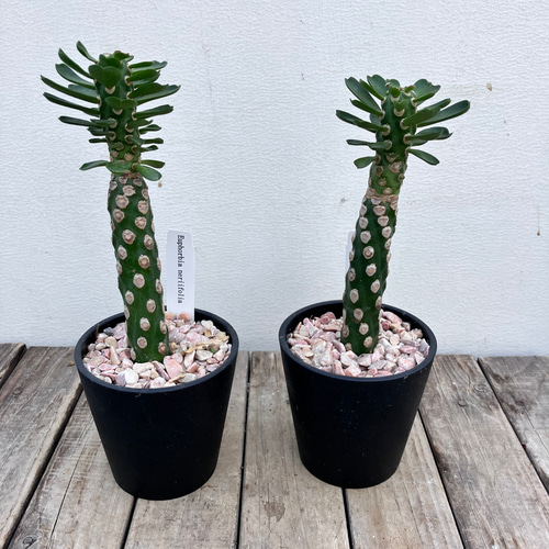 ユーフォルビア＊ネリフォリア＊塊根植物＊ アートフラワー bloom town