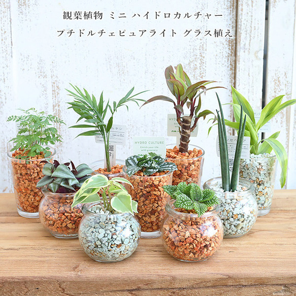 観葉植物 ミニ ハイドロカルチャー プチドルチェピュアライト グラス 