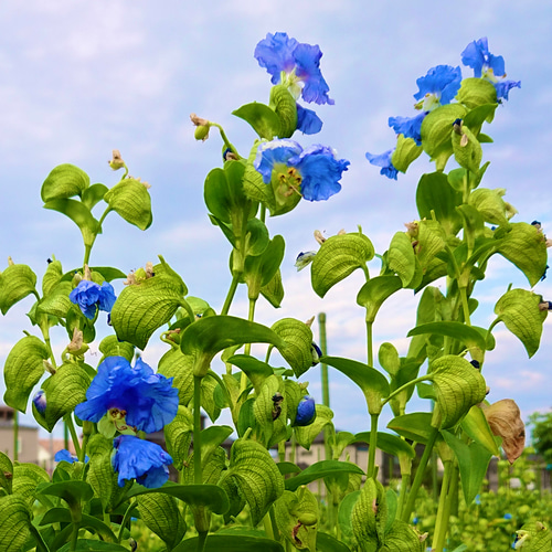 大阪・関西万博出品商品】近江瑠璃細工『青の花しずく』あおばなの