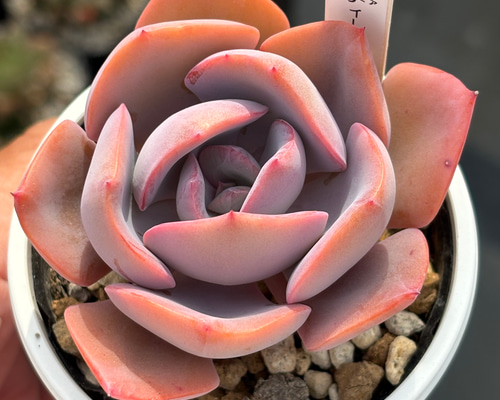 42b781cb0ab727ba39072ae3a610b3