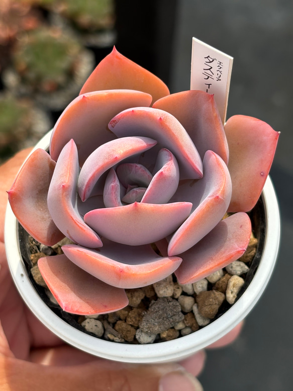 人気品種！☆ダスティーローズ 多肉植物 自家繁殖 国産 多肉植物 美