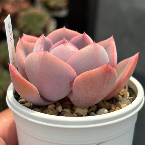 人気品種！☆ダスティーローズ 多肉植物 自家繁殖 国産 多肉植物 美