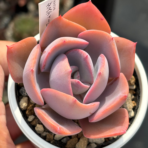 人気品種！☆ダスティーローズ 多肉植物 自家繁殖 国産 多肉植物 美