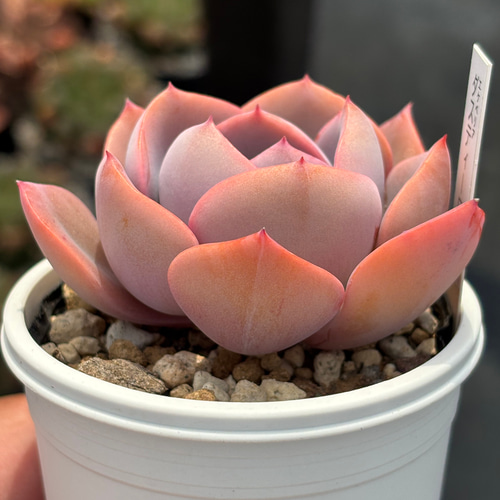 【確認用】　多肉植物　ダスティーローズ Amazon.co.jp: ダスティーローズ 7.5cmポット 多肉植物 エケベリア