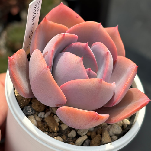 多肉植物　ダスティローズ　カット苗 人気品種！☆ダスティーローズ 多肉植物 自家繁殖 国産 多肉植物 美
