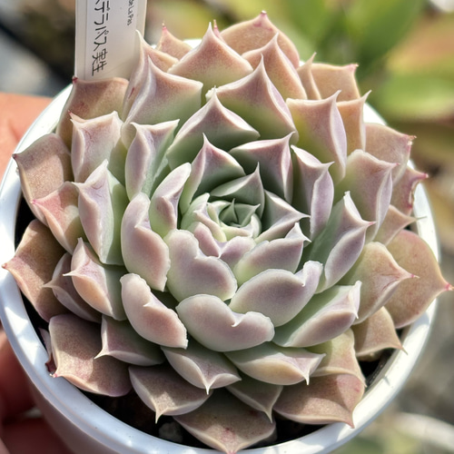 人気原種！☆ヒアリナサンルイスデラパス 実生 多肉植物 ケーレス 自家