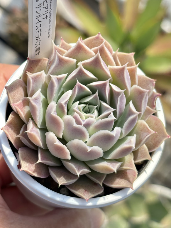 多肉植物　ヒアリナサンルイスデラパス✕原種コロラータ 人気原種！☆ヒアリナサンルイスデラパス 実生 多肉植物