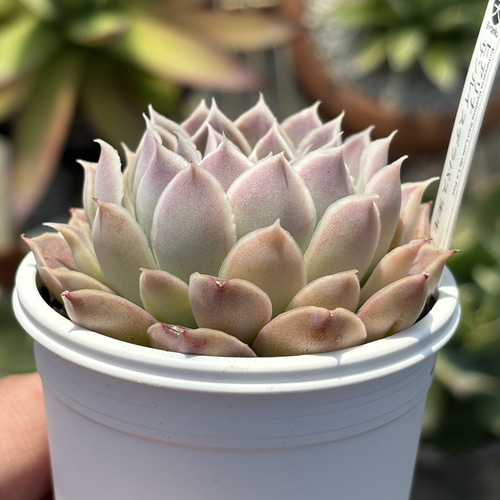 人気原種！☆ヒアリナサンルイスデラパス 実生 多肉植物 ケーレス 自家