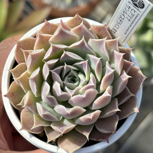 人気原種！☆ヒアリナサンルイスデラパス 実生 多肉植物 ケーレス 自家