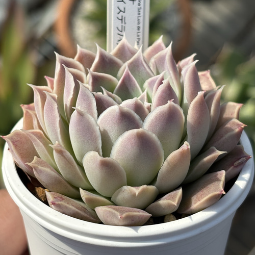 多肉植物　ヒアリナサンルイスデラパス✕原種コロラータ 人気原種！☆ヒアリナサンルイスデラパス 実生 多肉植物