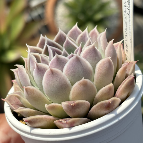 人気原種！☆ヒアリナサンルイスデラパス 実生 多肉植物 ケーレス 自家