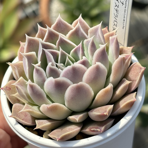 人気原種！☆ヒアリナサンルイスデラパス 実生 多肉植物 ケーレス 自家