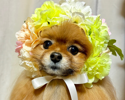 犬服♡春のフラワーブーケキャップ ペット服・アクセサリー ぽん