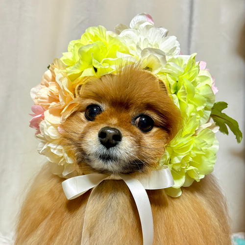 犬服・アクセサリー Bouquet de muguet 𓏲𓈒𓂃ブーケ・ドゥ・ミュゲ𓈒𓂃𓍯 (@_bouquet_de_muguet