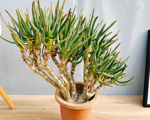 現品］【希少】8番 アロエ ラモシシマ 7号 観葉植物 レア