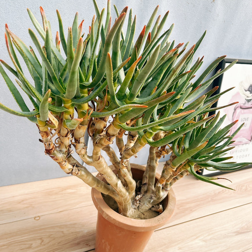 現品】アロエ ラモシシマ(ラモシッシマ ラモッシシモ) 9号 ま7番 現品