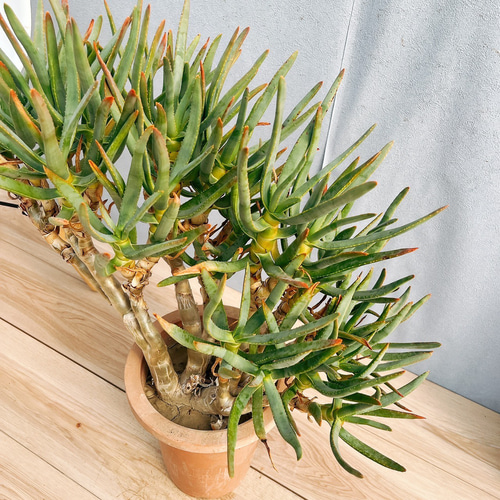 現品】アロエ ラモシシマ(ラモシッシマ ラモッシシモ) 9号 SO番