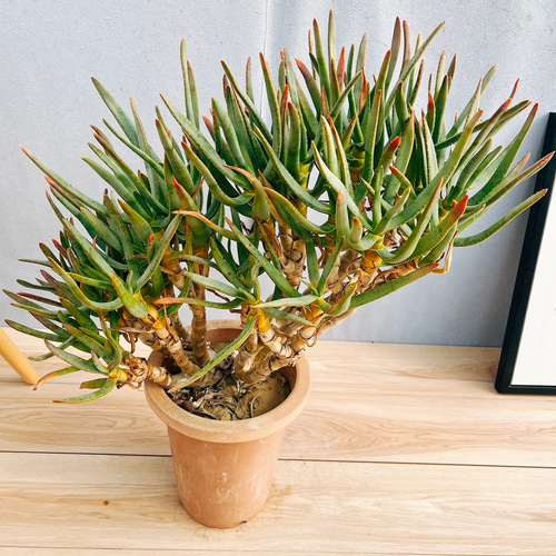 現品］【希少】8番 アロエ ラモシシマ 7号 観葉植物 レア