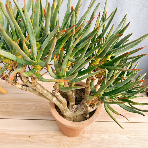 アロエ　ラモシシマ 現品］【希少】8番 アロエ ラモシシマ 7号 観葉植物 レア