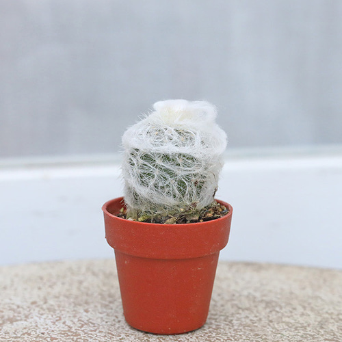 サボテン エスポストア 幻楽(げんらく) プラグ苗 1号 多年草 白