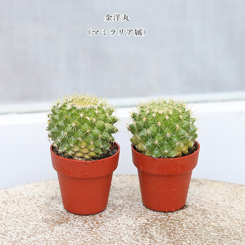 多肉植物　ミニサボテン　抜き苗　おまかせ　100個セット 専用出品】サボテン ミニサボテン 抜き苗 おまかせ 100個 2セット