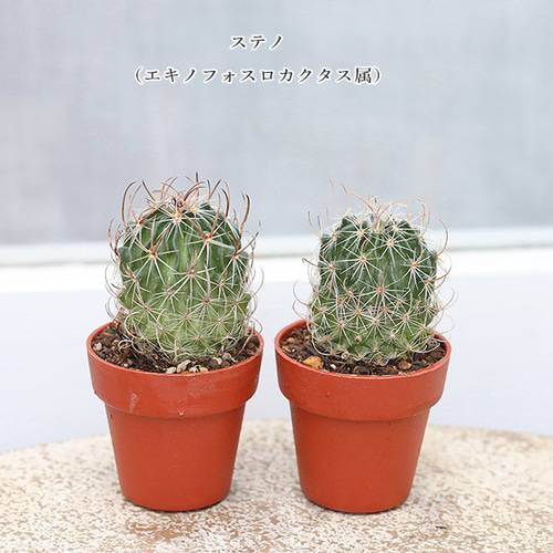 2苗セット:多肉植物 プラグ苗 1号ポット 多年草 サボテン ミニ 2苗セット:多肉植物 プラグ苗 1号ポット 多年草 サボテン ミニ