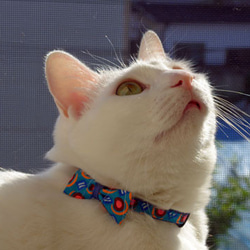 猫の首輪　petit pan cosumo 4枚目の画像