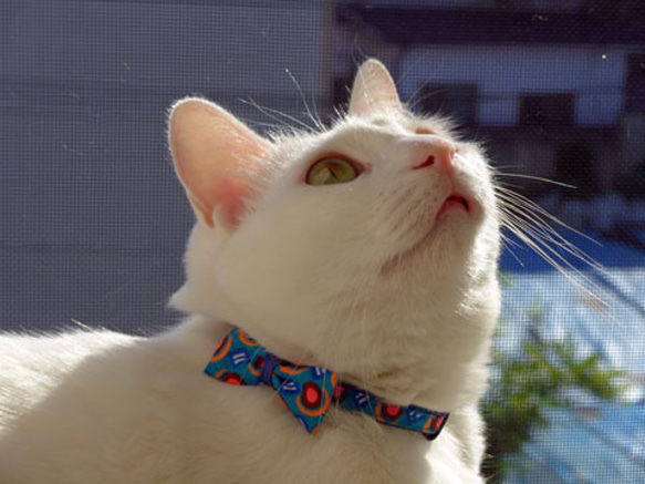 猫の首輪　petit pan cosumo 4枚目の画像