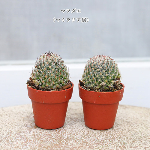 多肉植物 可愛い♡小苗セット① 多肉植物 苗 1.5号ポット 3苗セット 多肉植物 lavenderherb 通販