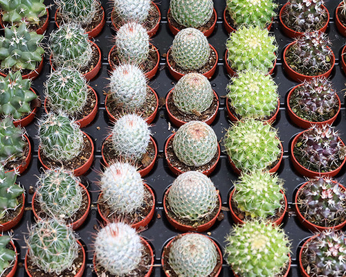 21e2964e42682cb4c66f82cb3d52e6