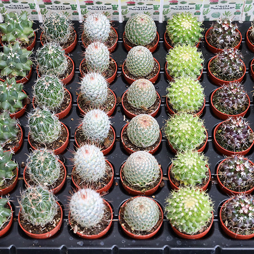 4苗セット サボテン 多肉植物 プラグ苗 1号ポット 多年草 ミニ 人気