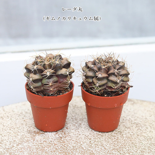 多肉植物　抜き苗　ラブファイヤー　ノボローサブラボー 多肉植物 抜き苗 ラブファイヤー ノボローサブラボー エケベリア