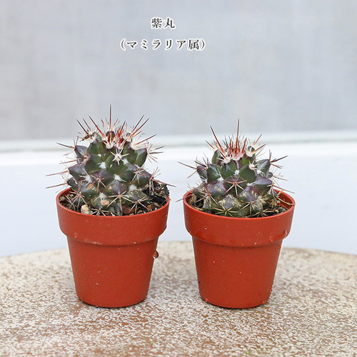 4苗セット サボテン 多肉植物 プラグ苗 1号ポット 多年草 ミニ 人気