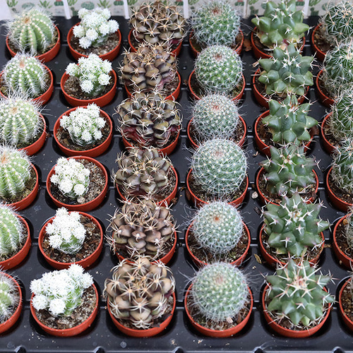 4苗セット サボテン 多肉植物 プラグ苗 1号ポット 多年草 ミニ 人気