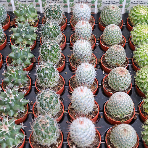 4苗セット サボテン 多肉植物 プラグ苗 1号ポット 多年草 ミニ