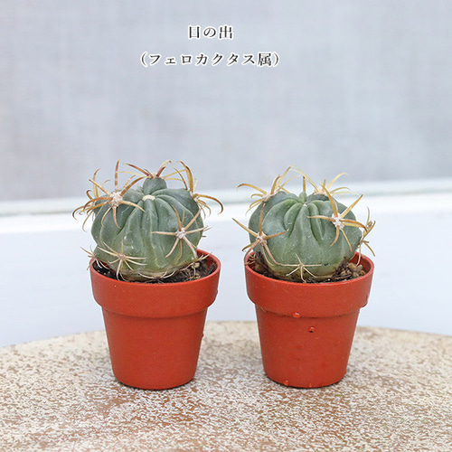 4苗セット サボテン 多肉植物 プラグ苗 1号ポット 多年草 ミニ