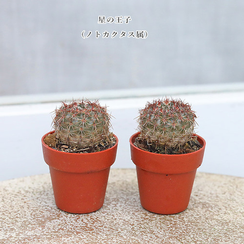 4苗セット サボテン 多肉植物 プラグ苗 1号ポット 多年草 ミニ 人気